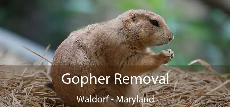 Gopher Removal Waldorf - Maryland