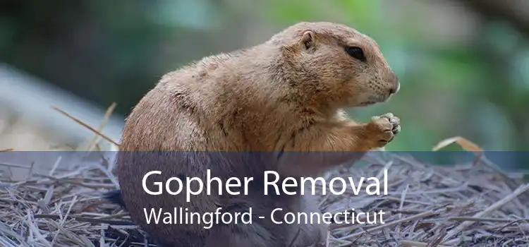 Gopher Removal Wallingford - Connecticut