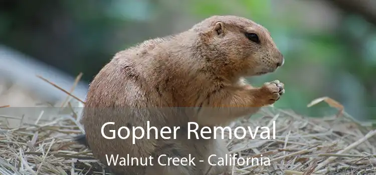 Gopher Removal Walnut Creek - California