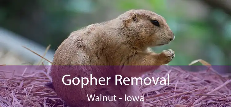 Gopher Removal Walnut - Iowa