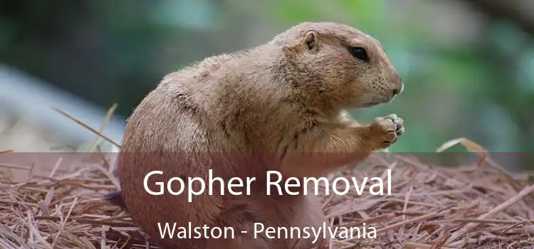 Gopher Removal Walston - Pennsylvania
