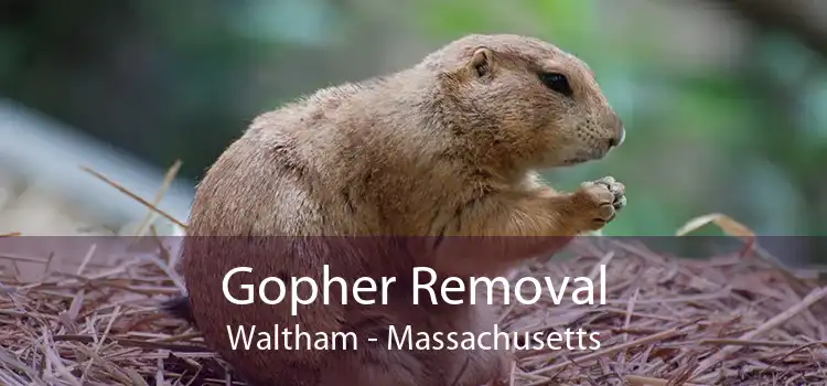 Gopher Removal Waltham - Massachusetts
