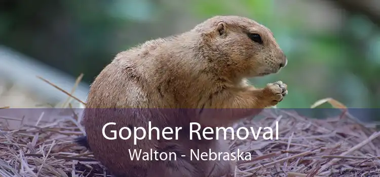 Gopher Removal Walton - Nebraska