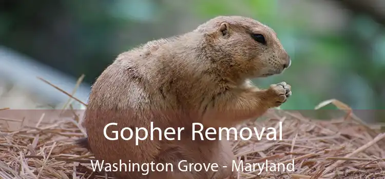 Gopher Removal Washington Grove - Maryland