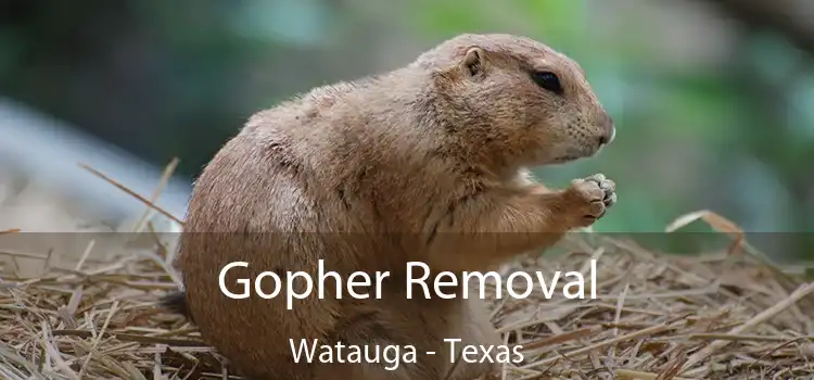 Gopher Removal Watauga - Texas