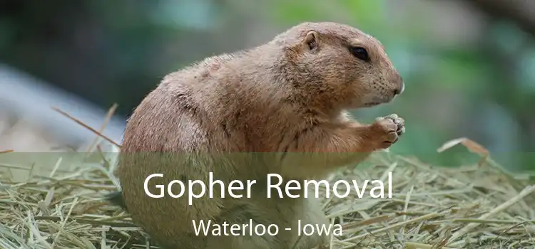 Gopher Removal Waterloo - Iowa