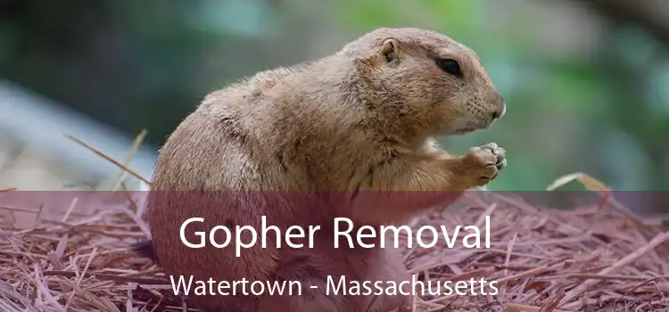 Gopher Removal Watertown - Massachusetts