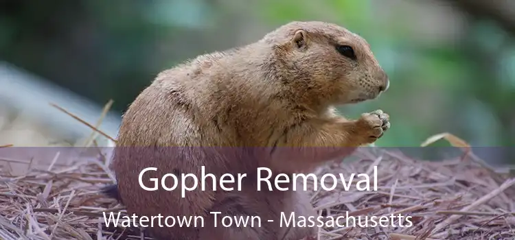 Gopher Removal Watertown Town - Massachusetts