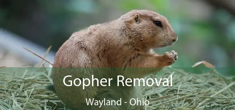 Gopher Removal Wayland - Ohio