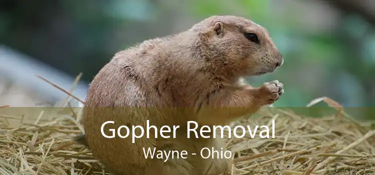 Gopher Removal Wayne - Ohio