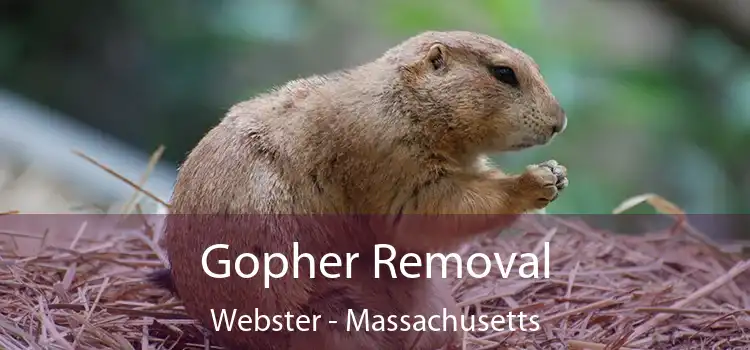 Gopher Removal Webster - Massachusetts