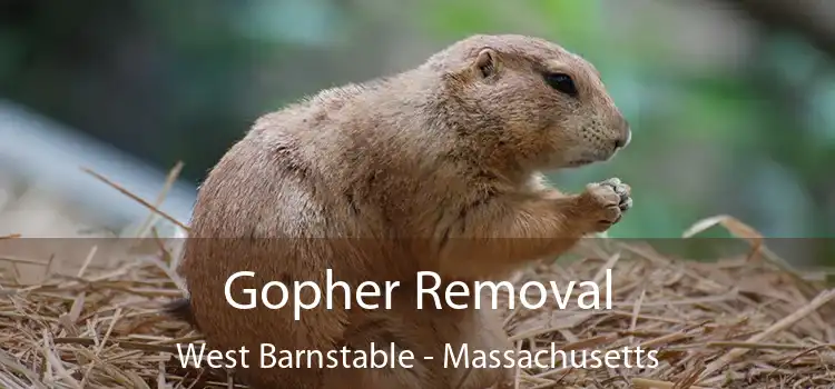 Gopher Removal West Barnstable - Massachusetts