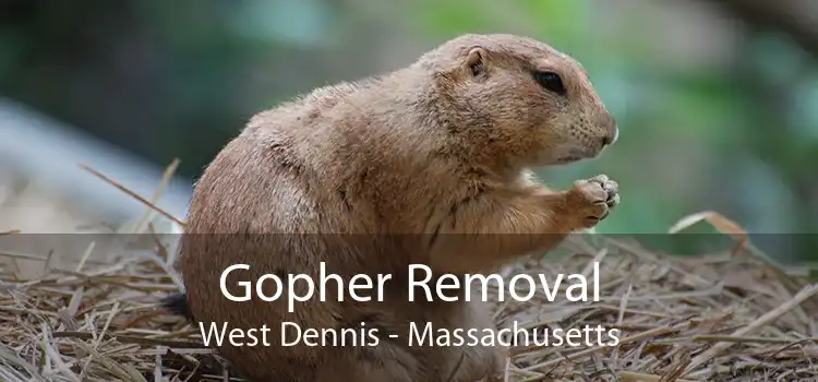 Gopher Removal West Dennis - Massachusetts