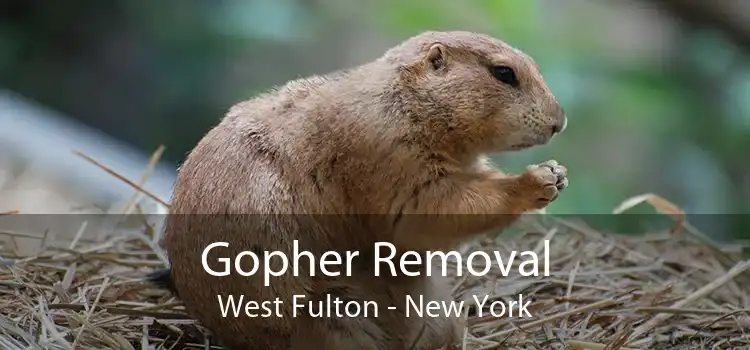 Gopher Removal West Fulton - New York