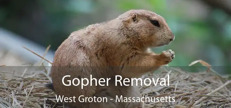 Gopher Removal West Groton - Massachusetts