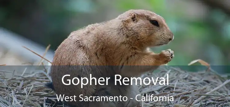 Gopher Removal West Sacramento - California