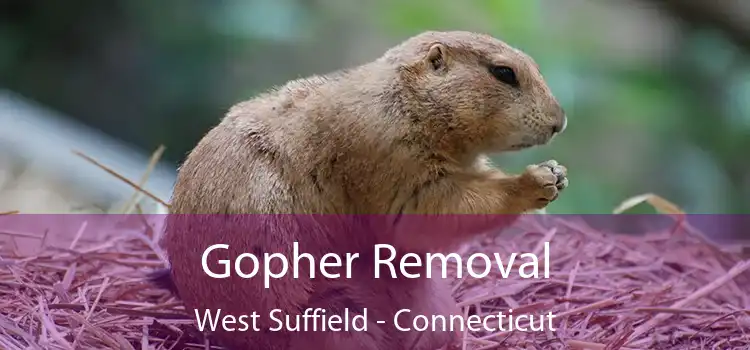 Gopher Removal West Suffield - Connecticut