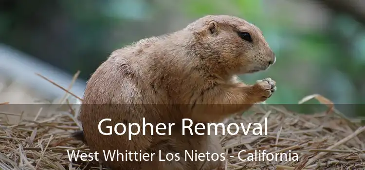 Gopher Removal West Whittier Los Nietos - California