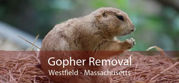 Gopher Removal Westfield - Massachusetts