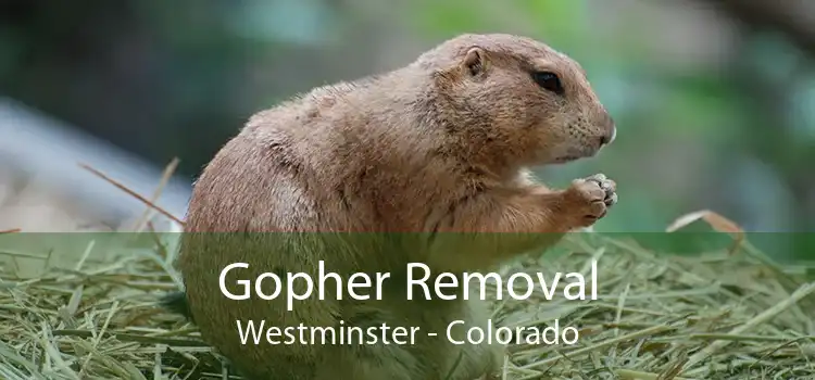 Gopher Removal Westminster - Colorado