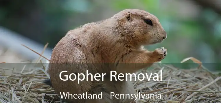 Gopher Removal Wheatland - Pennsylvania