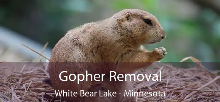 Gopher Removal White Bear Lake - Minnesota