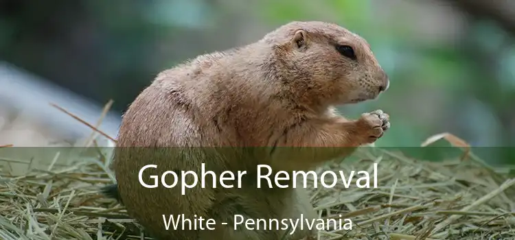 Gopher Removal White - Pennsylvania
