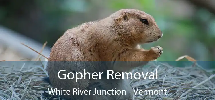 Gopher Removal White River Junction - Vermont