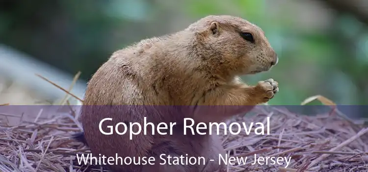 Gopher Removal Whitehouse Station - New Jersey