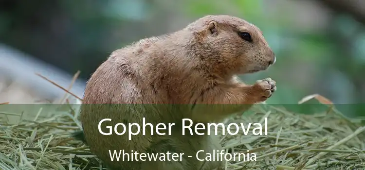 Gopher Removal Whitewater - California