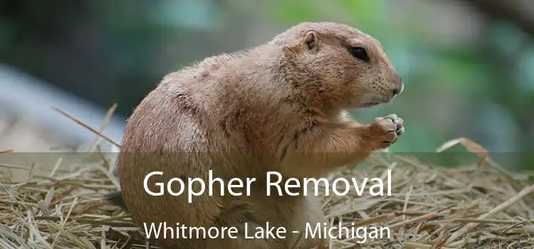 Gopher Removal Whitmore Lake - Michigan