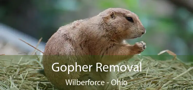 Gopher Removal Wilberforce - Ohio