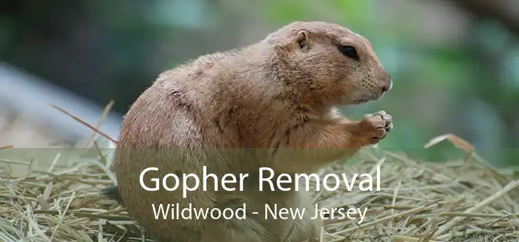 Gopher Removal Wildwood - New Jersey