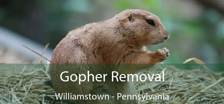 Gopher Removal Williamstown - Pennsylvania