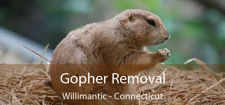 Gopher Removal Willimantic - Connecticut