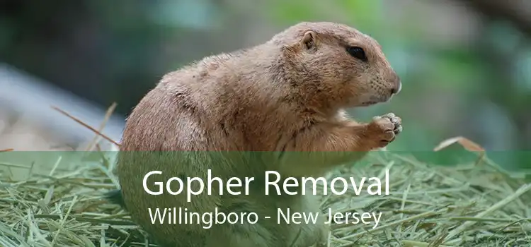 Gopher Removal Willingboro - New Jersey