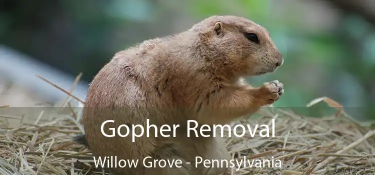 Gopher Removal Willow Grove - Pennsylvania