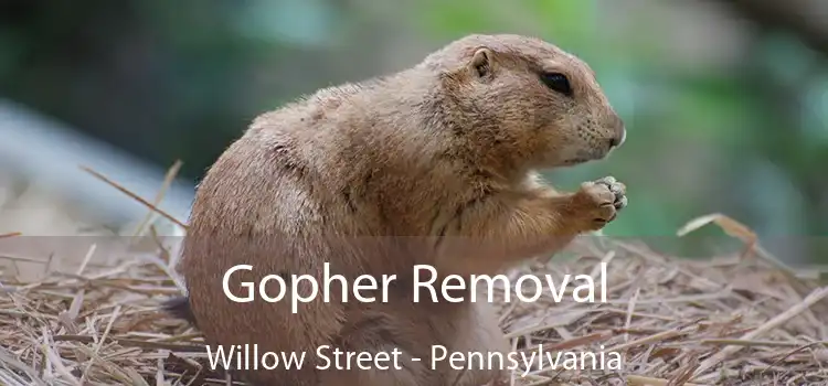Gopher Removal Willow Street - Pennsylvania