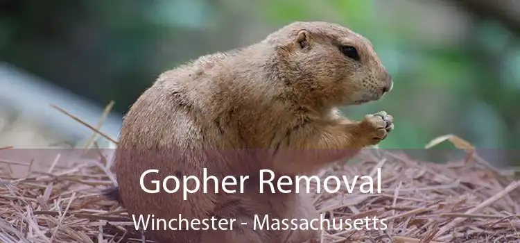 Gopher Removal Winchester - Massachusetts