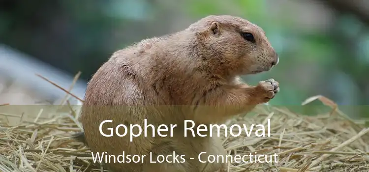 Gopher Removal Windsor Locks - Connecticut