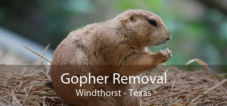 Gopher Removal Windthorst - Texas