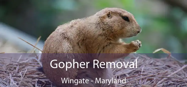 Gopher Removal Wingate - Maryland
