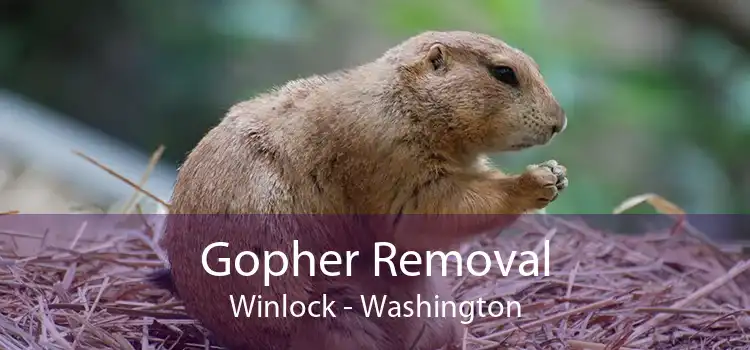 Gopher Removal Winlock - Washington