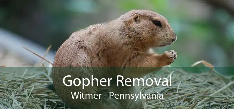 Gopher Removal Witmer - Pennsylvania