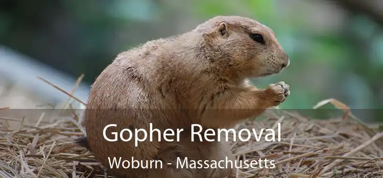 Gopher Removal Woburn - Massachusetts