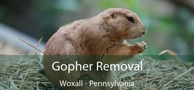 Gopher Removal Woxall - Pennsylvania