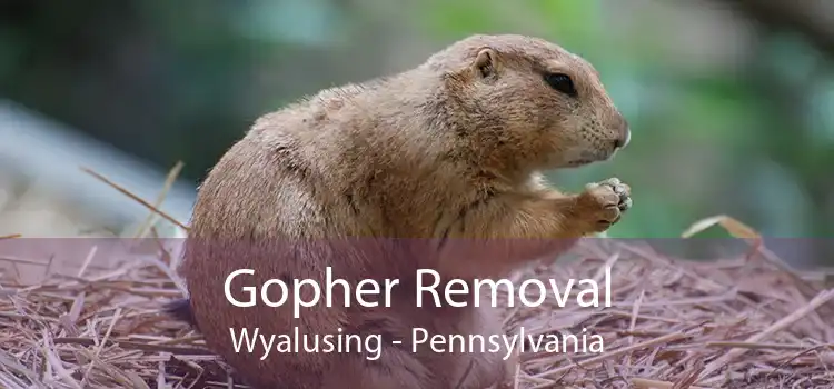 Gopher Removal Wyalusing - Pennsylvania
