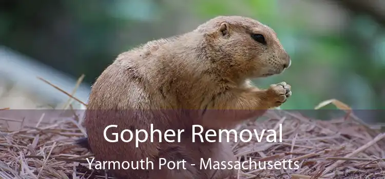 Gopher Removal Yarmouth Port - Massachusetts