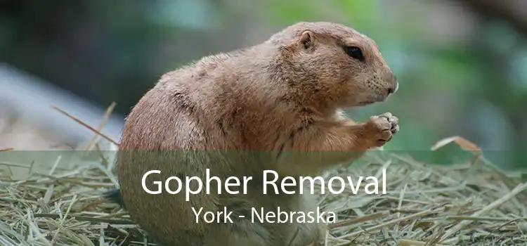 Gopher Removal York - Nebraska