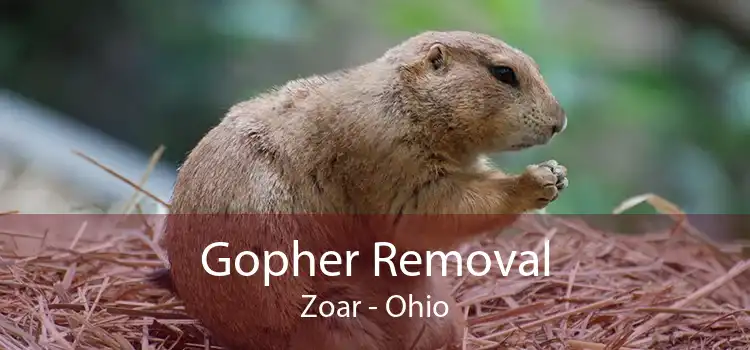Gopher Removal Zoar - Ohio